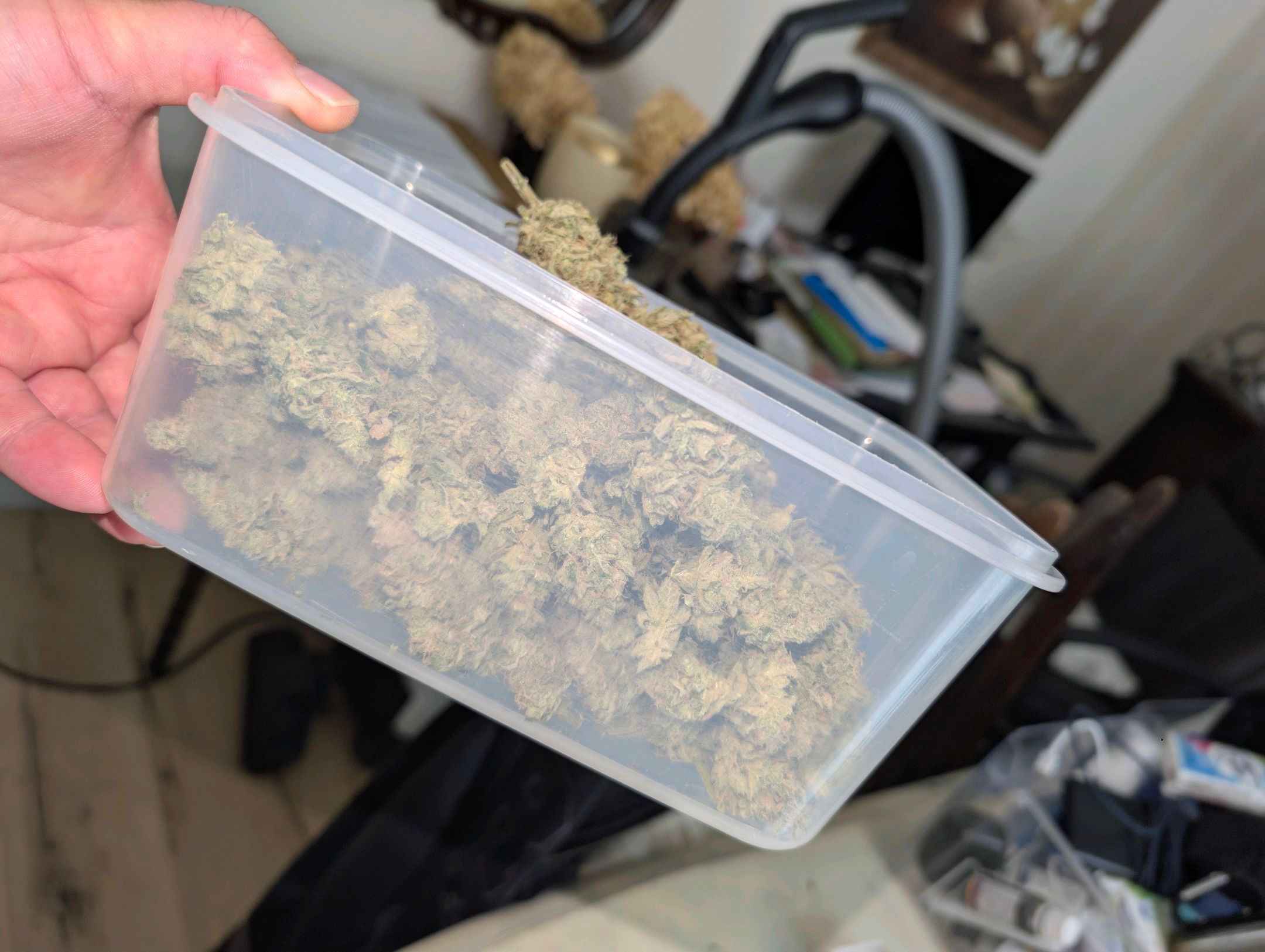 Gorilla Cookies Auto growlog photo 130