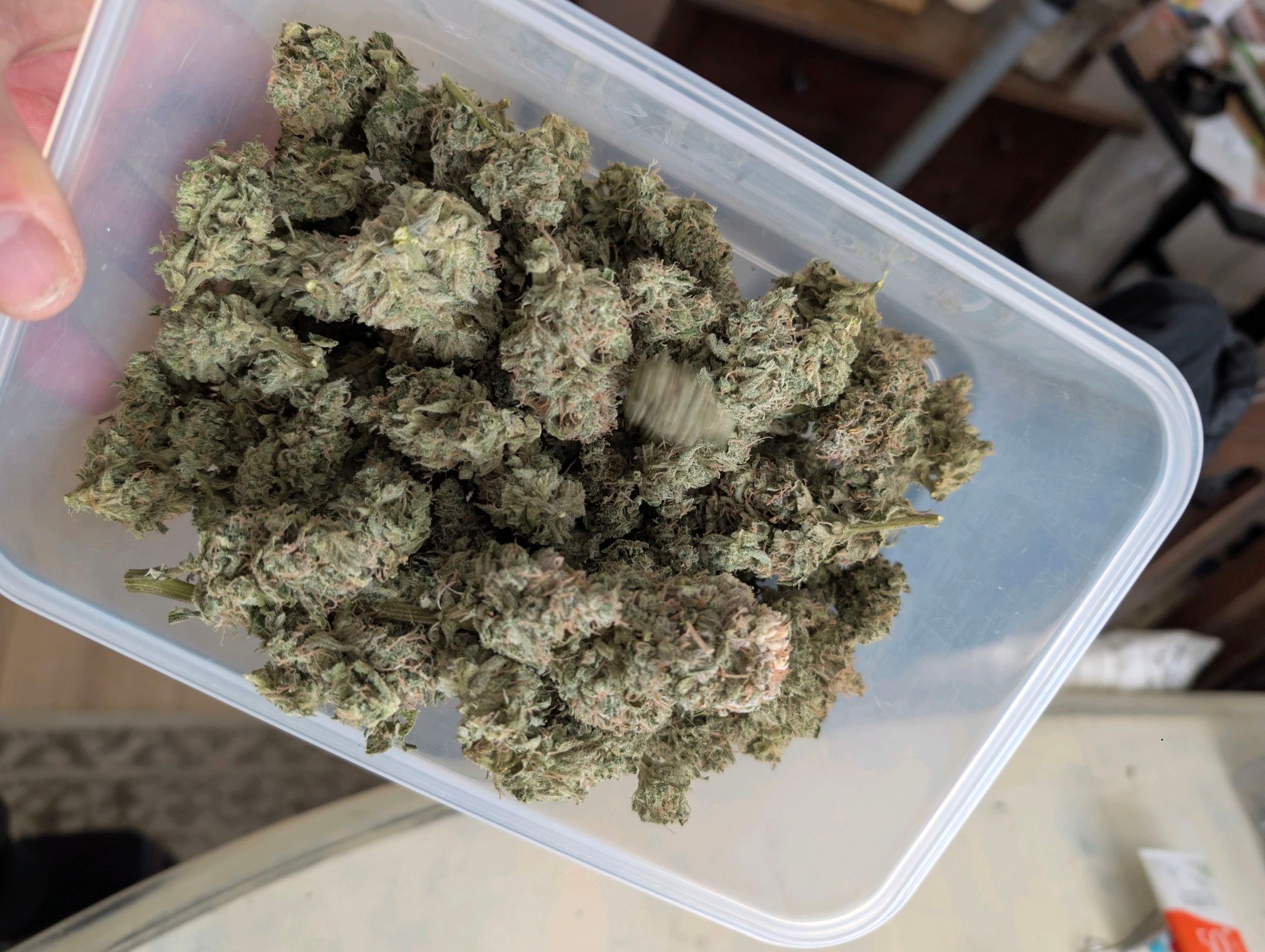 Gorilla Cookies Auto growlog photo 131