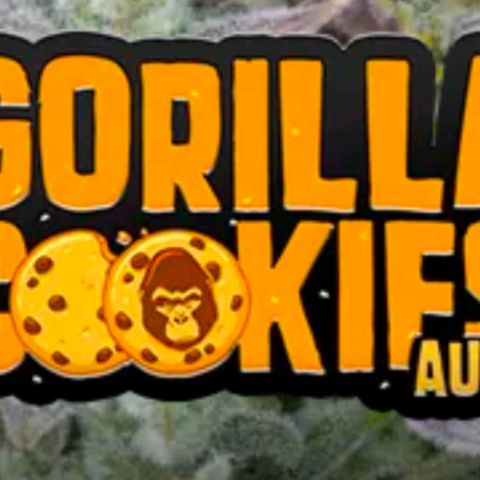 Gorilla Cookies Auto growlog in Mars🪐Hydro🫧 FC-E 1500 🌞 📐70x70x160📏