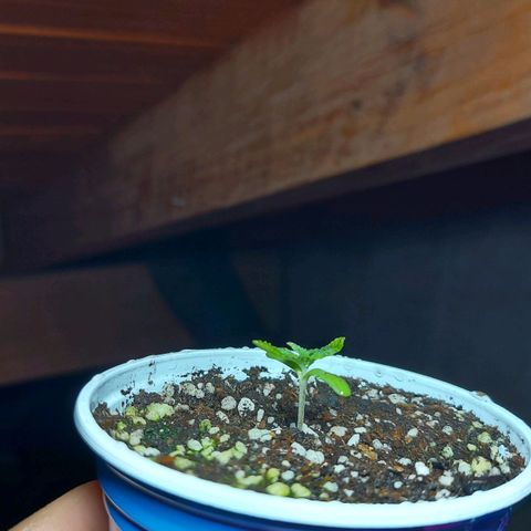 Red Skittelz  growlog timeline photo
