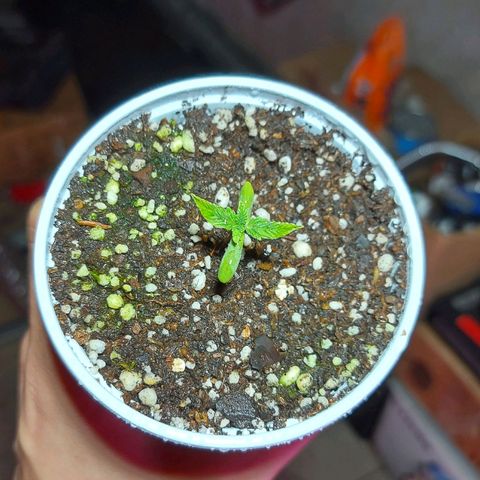 Red Skittelz  growlog timeline photo