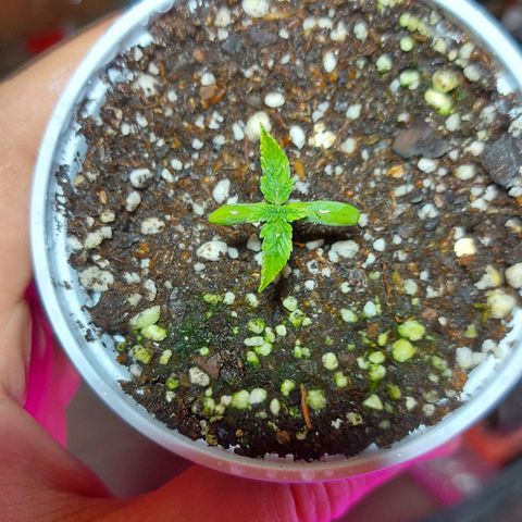 Red Skittelz  growlog timeline photo