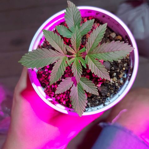 Red Skittelz  growlog timeline photo