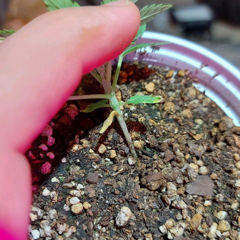 Red Skittelz  growlog timeline photo