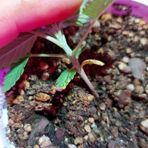 Red Skittelz  growlog timeline photo