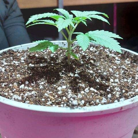 Red Skittelz  growlog timeline photo