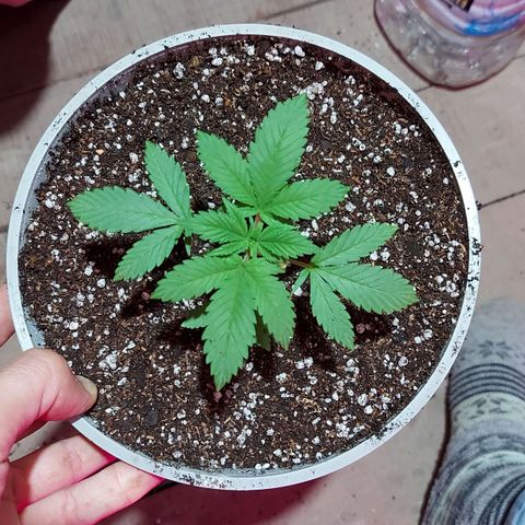 Red Skittelz  growlog timeline photo
