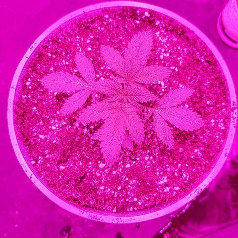 Red Skittelz  growlog timeline photo