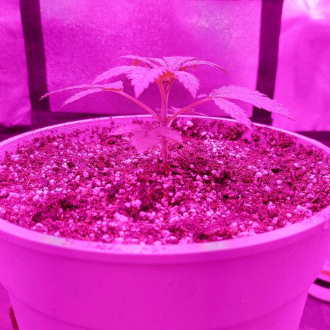 Red Skittelz  growlog timeline photo