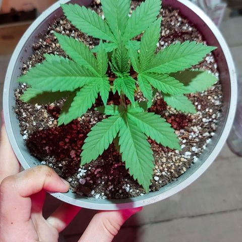 Red Skittelz  growlog timeline photo