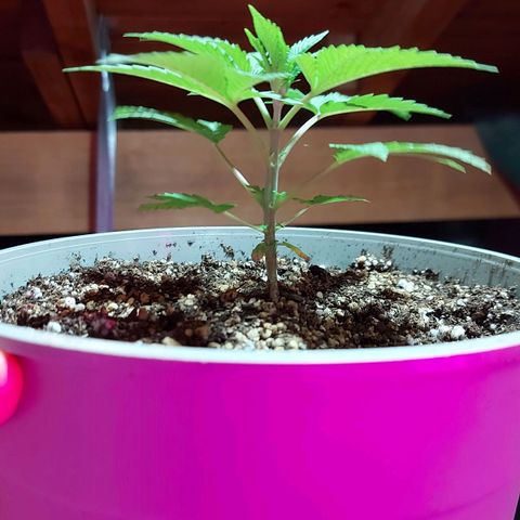 Red Skittelz  growlog timeline photo
