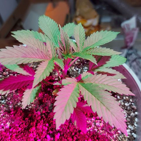 Red Skittelz  growlog timeline photo