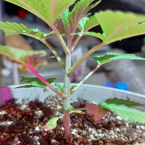 Red Skittelz  growlog timeline photo