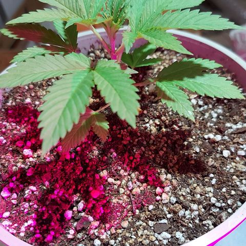 Red Skittelz  growlog timeline photo