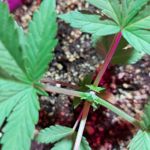 Red Skittelz  growlog timeline photo
