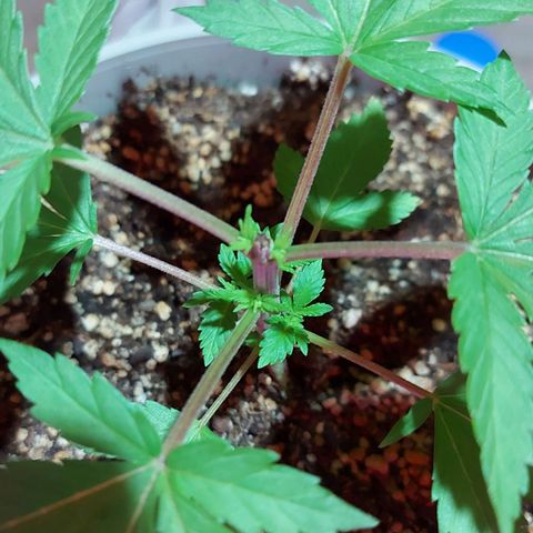 Red Skittelz  growlog timeline photo