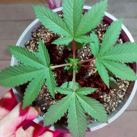 Red Skittelz  growlog timeline photo
