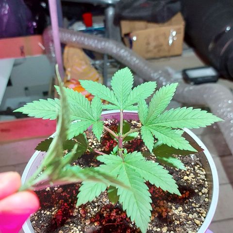 Red Skittelz  growlog timeline photo