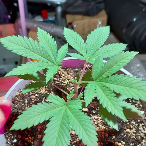 Red Skittelz  growlog timeline photo