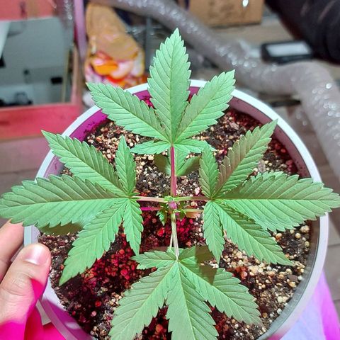 Red Skittelz  growlog timeline photo