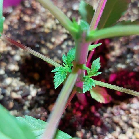 Red Skittelz  growlog timeline photo