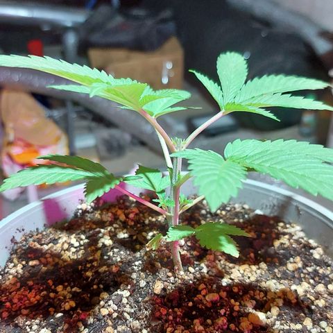 Red Skittelz  growlog timeline photo