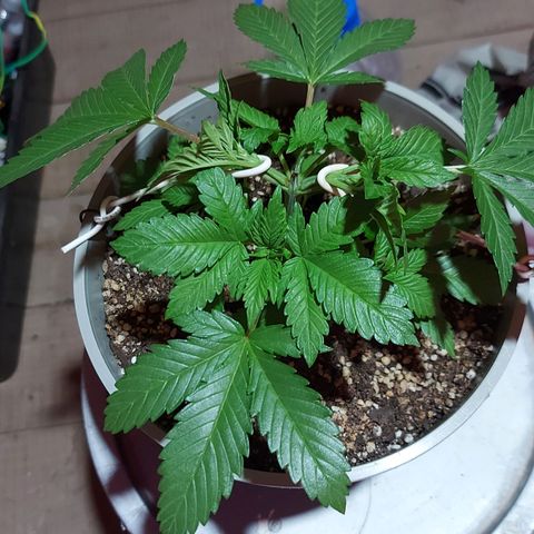 Red Skittelz  growlog timeline photo