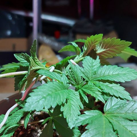 Red Skittelz  growlog timeline photo