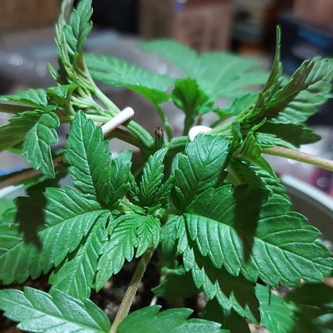 Red Skittelz  growlog timeline photo