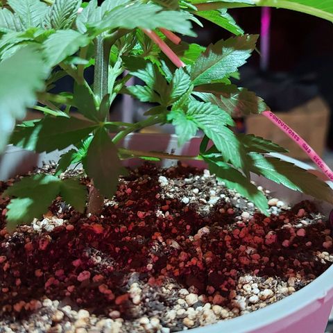 Red Skittelz  growlog timeline photo