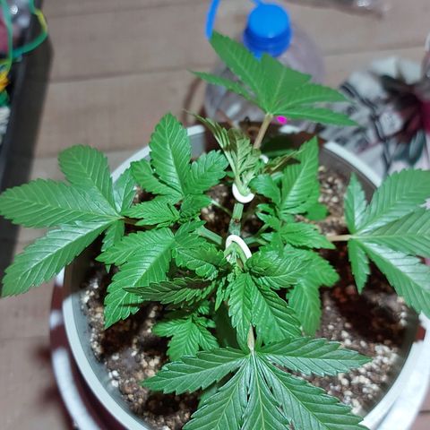 Red Skittelz  growlog timeline photo