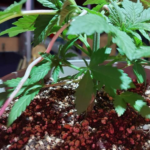 Red Skittelz  growlog timeline photo