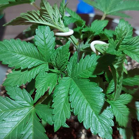 Red Skittelz  growlog timeline photo