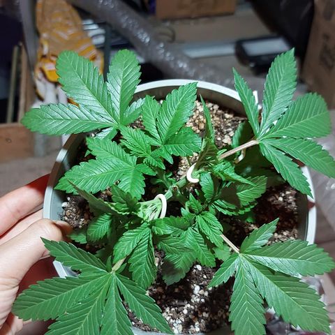 Red Skittelz  growlog timeline photo