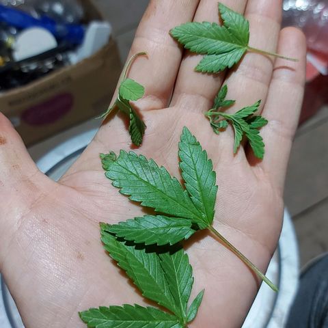 Red Skittelz  growlog timeline photo