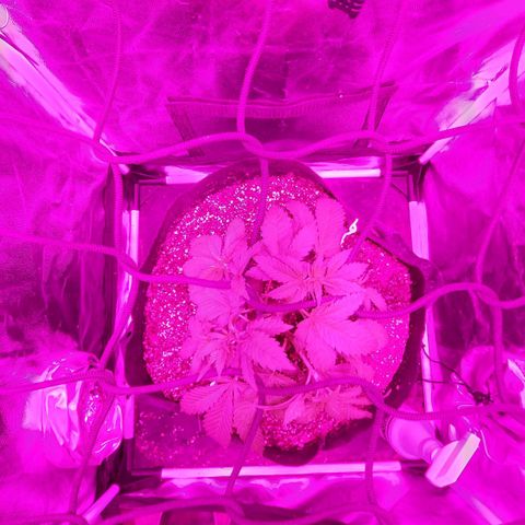 Red Skittelz  growlog timeline photo
