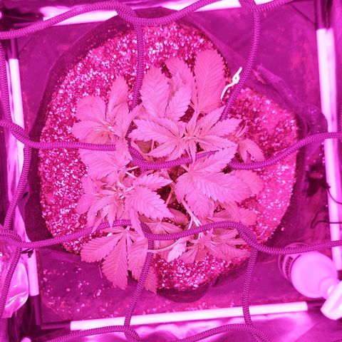 Red Skittelz  growlog timeline photo