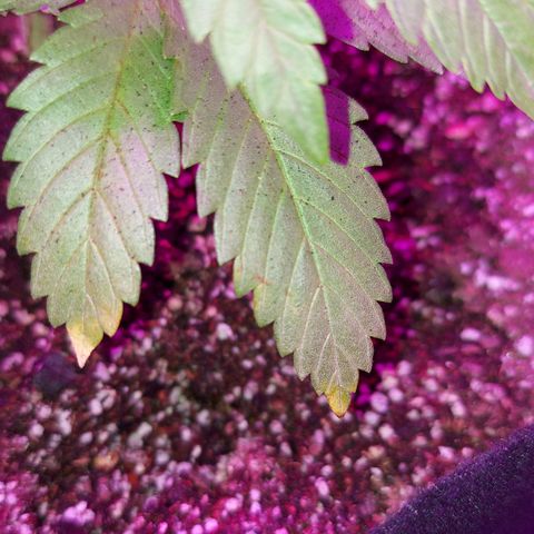 Red Skittelz  growlog timeline photo