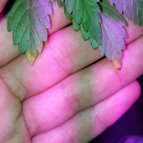 Red Skittelz  growlog timeline photo