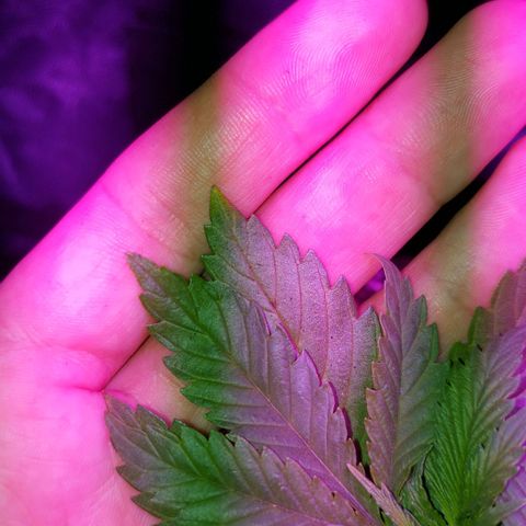 Red Skittelz  growlog timeline photo