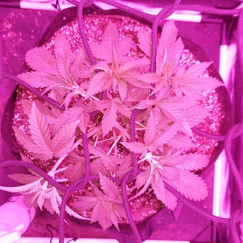 Red Skittelz  growlog timeline photo