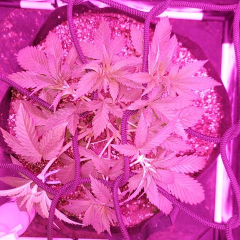 Red Skittelz  growlog timeline photo