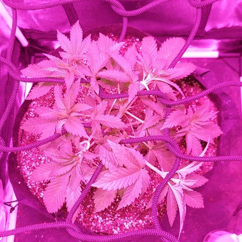 Red Skittelz  growlog timeline photo