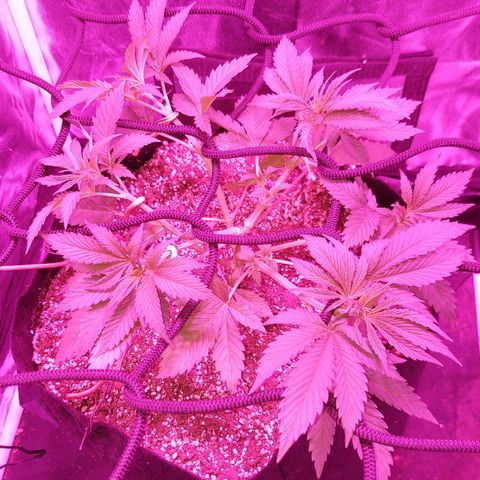 Red Skittelz  growlog photo: Abrí bien con LST
Defolie groso para que penetre la luz