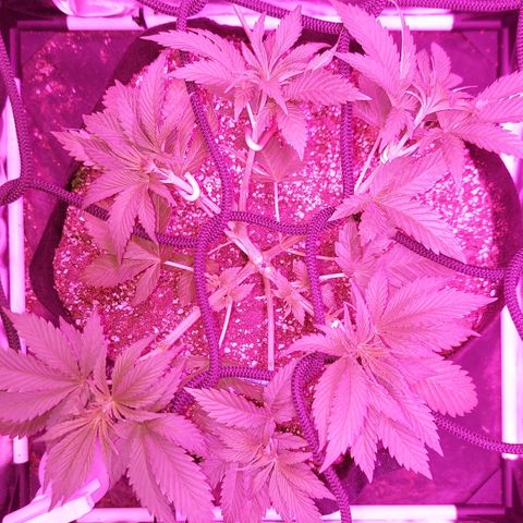 Red Skittelz  growlog photo: Abrí bien con LST
Defolie groso para que penetre la luz