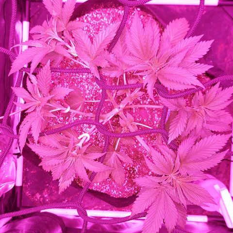 Red Skittelz  growlog photo: Abrí bien con LST
Defolie groso para que penetre la luz