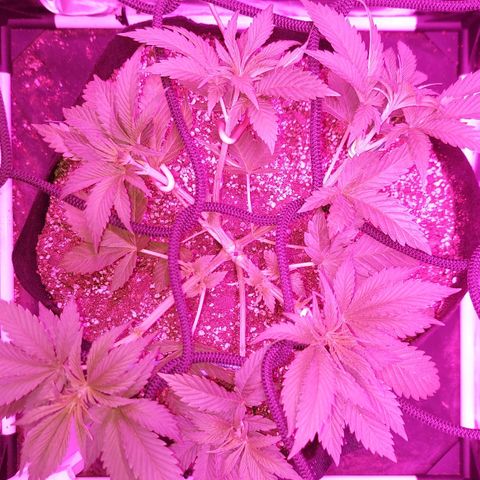Red Skittelz  growlog photo: Abrí bien con LST
Defolie groso para que penetre la luz
