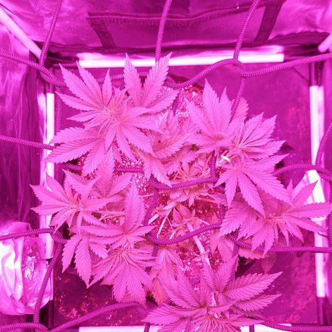 Red Skittelz  growlog timeline photo