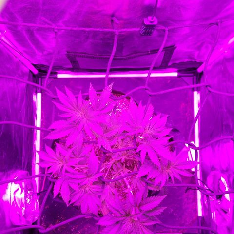 Red Skittelz  growlog timeline photo