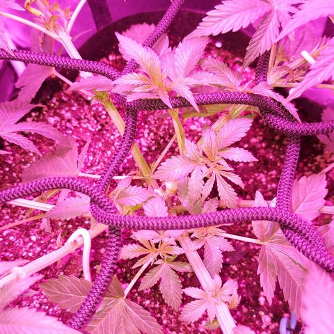 Red Skittelz  growlog timeline photo